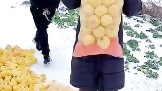 Snowy landscape with apple harvest