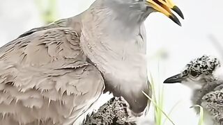 Caring Birds There babies