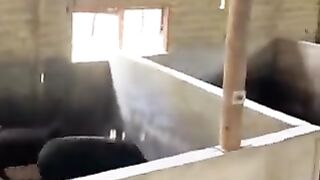 who knew pigs could do that)