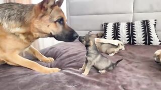 Dog loves