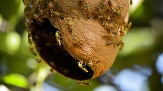 there are many possibilities depending on what aspect of honey bees you're interested in.