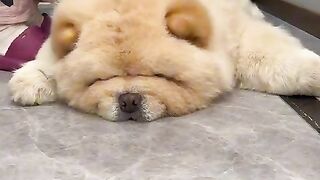 Beautiful doog. Cute animals pats video