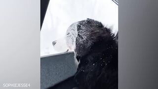 "Watch How Our Dogs React to Their First Snow Experience!"