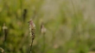 videos music