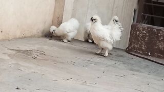 White silki