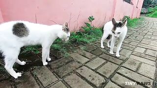 Cats fighting