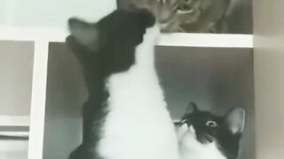 Ultimate Laugh Riot: Hilarious Cats and Dogs Compilation! ???????? | Funny Animal Videos #30"