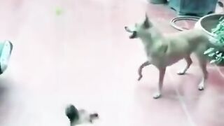 Fuuny dogs ????