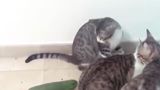 "Hilarious Cat and Dog Moments! ???? Funny Animal Videos #33"
