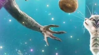 Cat fast short video new official