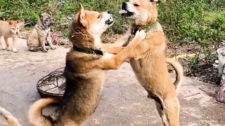"Unforgettable Canine Connection: A Heartfelt Moment Between Two Dogs"