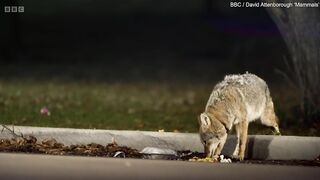 Horrific moment coyote brutally rips head of rabbit off