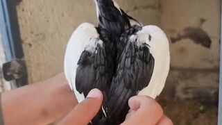 Amazing hen