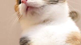 Cat Amazing Shorts ????