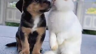 Beautiful animal video. Beautiful pats video
