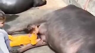 apni Bhains Ho To Aise hi hota hai