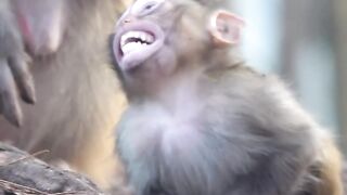 in the animal world