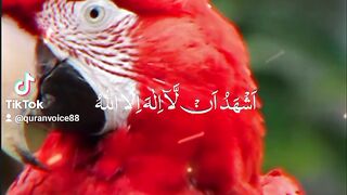 Recation