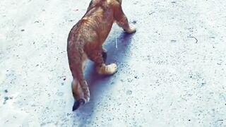 Pets With Cute Movements