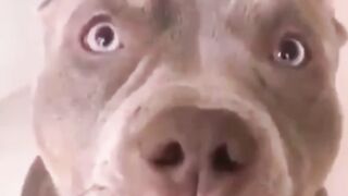 the dog can sing