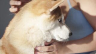 worldwide and serve as companions, therapy animals, service dogs, and working animals in fields
