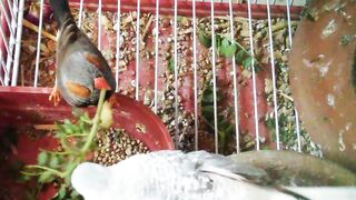 Birds of the World is a powerful resource that brings deep,