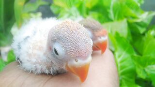 Green Opaline Split Blue Chicks