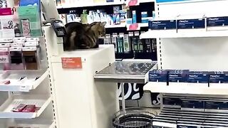 Video 'Puss in Boots' Cute moment cat takes a nap on Boots shop counter  Daily Mail Online