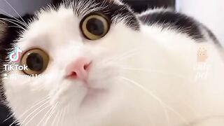 Cute cat song