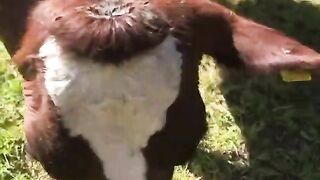 Gen-Z farmer MOO-ves away from conventional university life