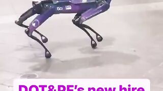 Amazing robotic dog to keep runways clear at Alaska airport
