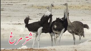Name of birds.
