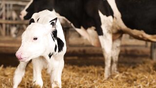 Baby cow and mother
