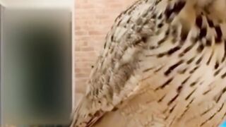 Best Funny Animal Videos of the year (2024), funniest animals ever. relax with cute animals video