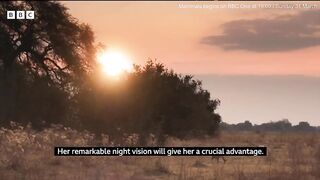 Attenborough's 'Mammals' sees leopards prey on baboons 20ft above