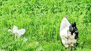 At farm