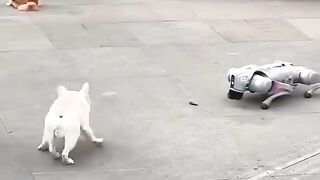 Dog vs rebot