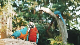 Animals_Beautiful_video_4k_video