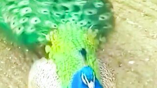 The beauty of the peacock