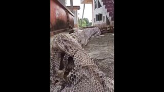The Incredible Way Snakes Shed Their Skin Real Wild.