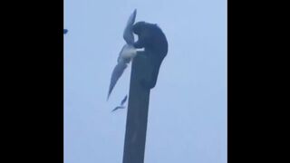 مواقف غريبه للحيوانات #shorts - Situations. Strange for animals.