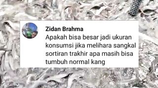 Apakah ikan lele SANGKAL KUNTET bisa besar, JELAS BISA❗Lakukan 4 hal ini, cepat selamatkan ikan lele kuntet agar kalian tidak RUGI