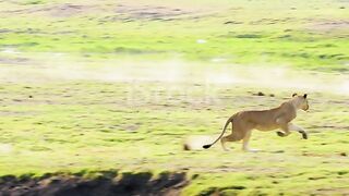 An_African_lion_attacks_a_giraffe_4k_video_HD