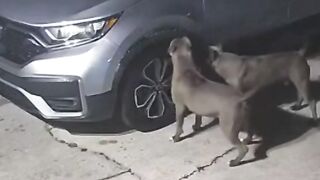 Two monstrous pit bulls tear up car trying to get to hiding cat