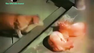 Tiger Attacked