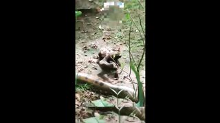 ANACONDA VS SLOTH #shorts - Moments When Snakes Messed With The Wrong Opponents