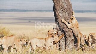 Pride_of_lions, clawed, climbing_a_tree_4k_video_hd