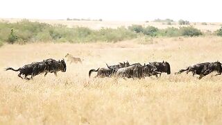 Only_Lioness_Hunting_4k_video