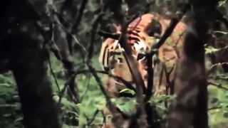 15.Old Monkey so pitiful moments When the monkey rebelled, the tiger punished the monkey in this