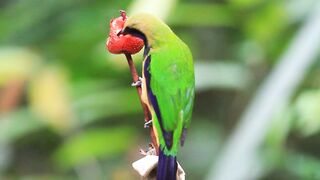 Beautiful birds eating on the tree mediation video